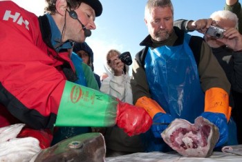 Arktis opvågning - premiere fra Hurtigruten