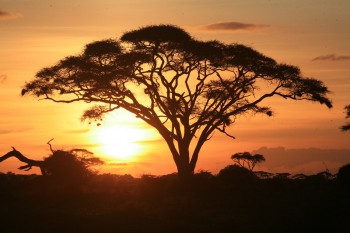 Tag på safari rejse i Afrika