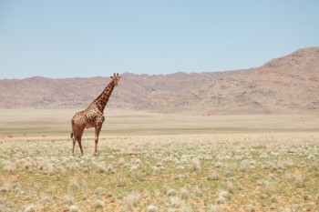 Rejsen til Afrika er det hele værd